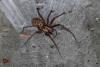 Eratigena atrica